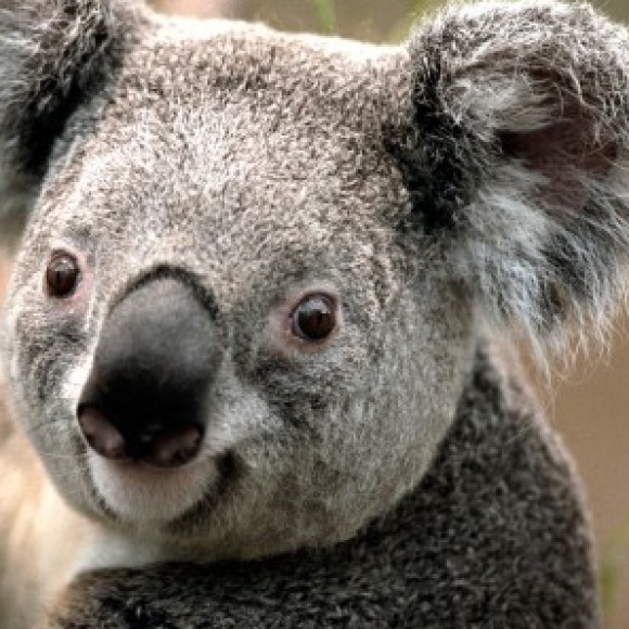 Profile picture of raj