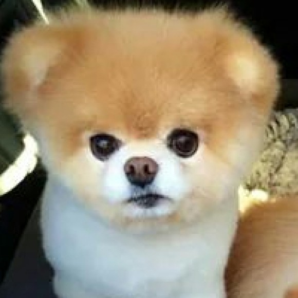 Profile photo of Prima Rod