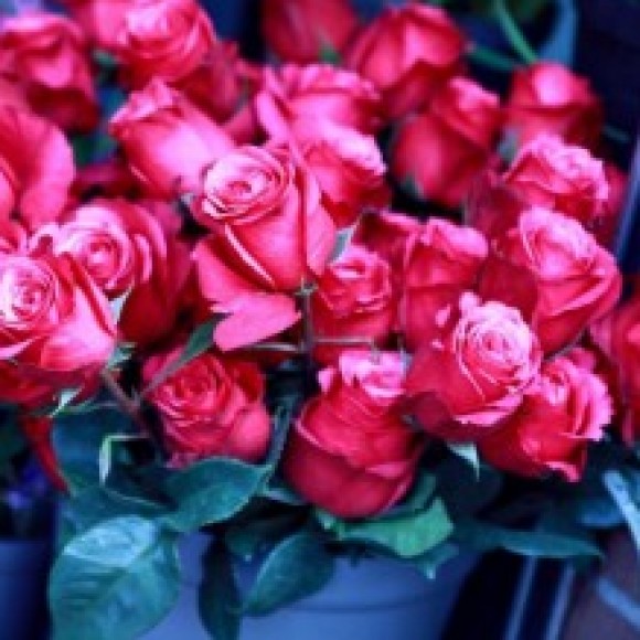 Profile photo of Nihal Pujitha