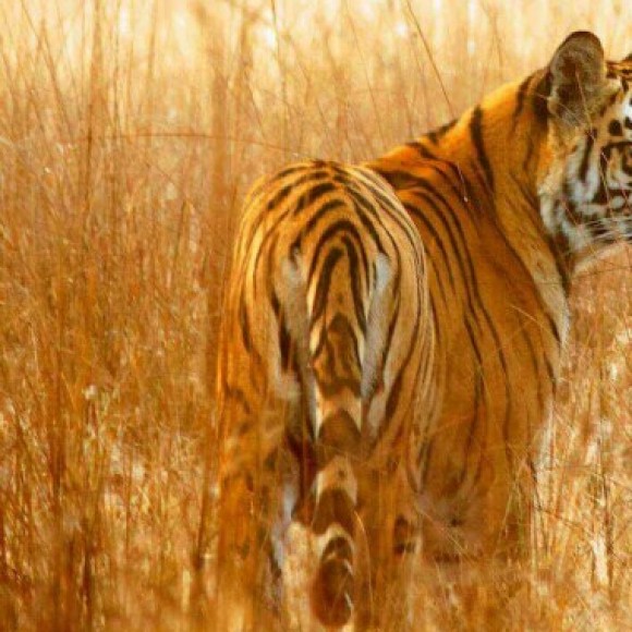 Profile picture of tharaka