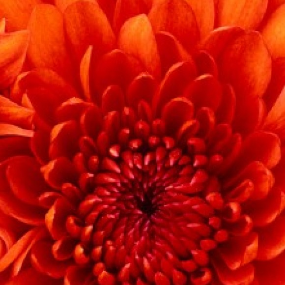 Profile photo of zmcnox