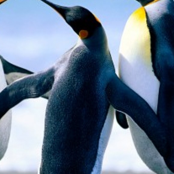 Profile photo of niro