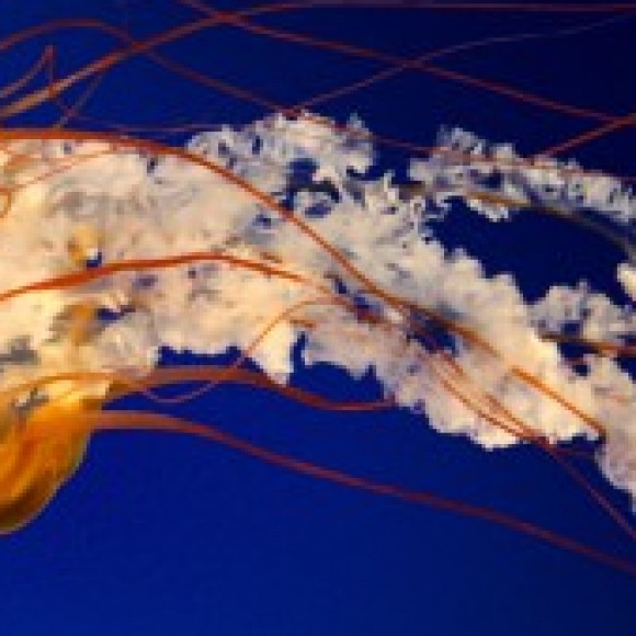 Profile photo of nadeeka lakmal