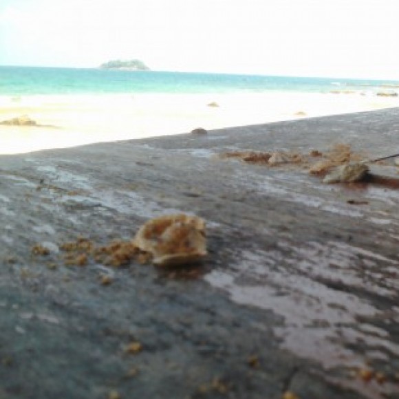 Profile photo of chamahaz