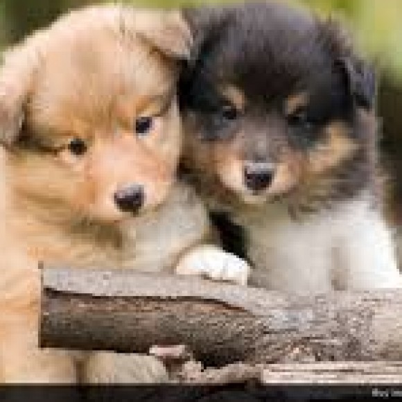 Profile picture of Harsha