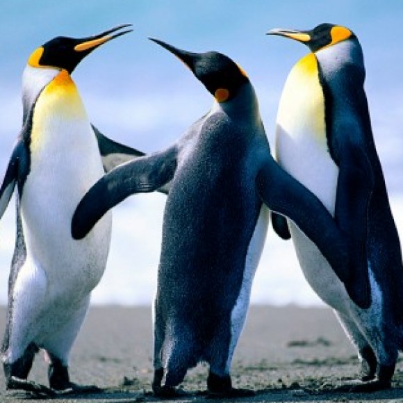 Profile photo of gayansanki