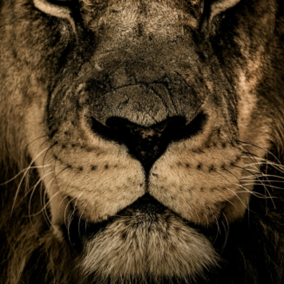 Profile photo of Kevin