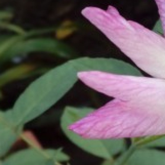 Profile picture of lahiru fernando