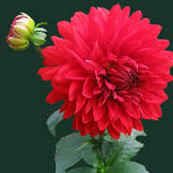 Profile photo of Shehan Fernando