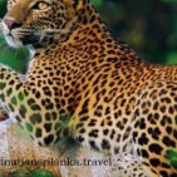 Profile photo of sshendulshi