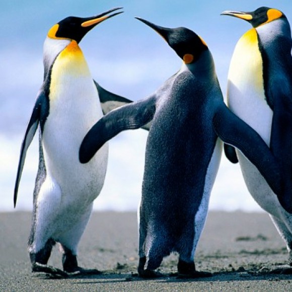 Profile picture of Shyaman