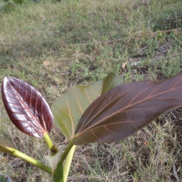 Profile photo of incipience