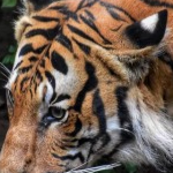 Profile photo of hasi234