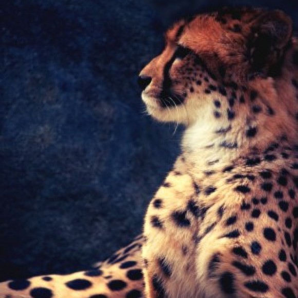 Profile photo of Eranda4344