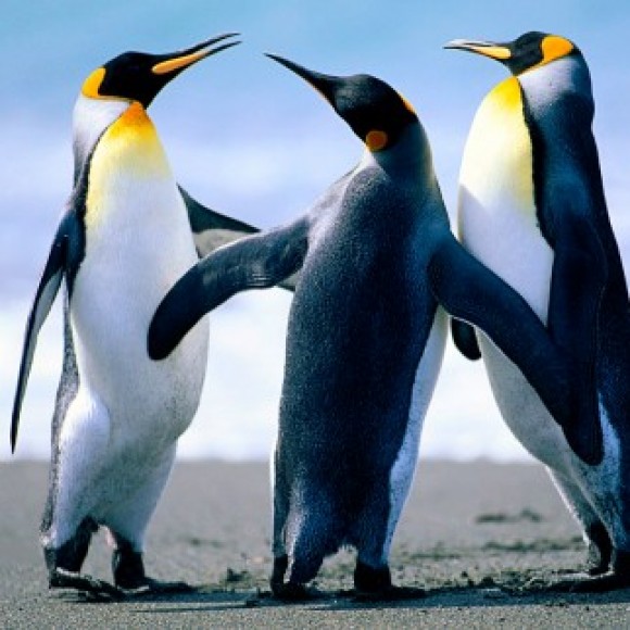 Profile picture of sajeewa