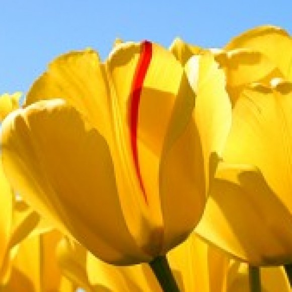 Profile photo of heibenburglk