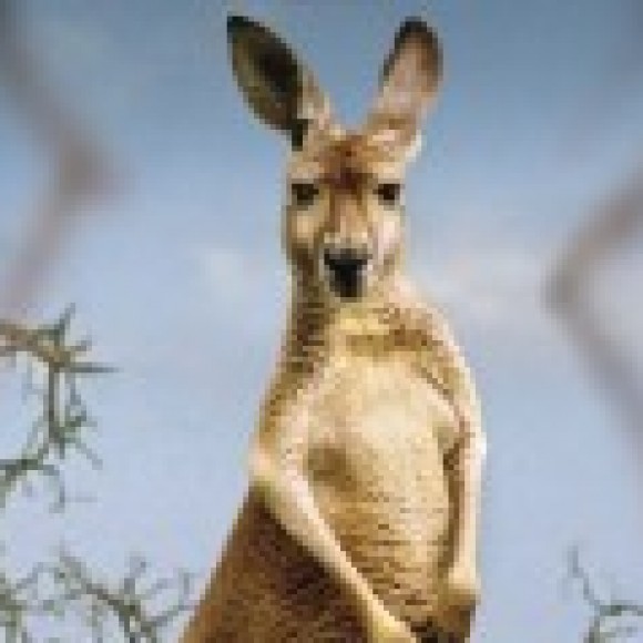 Profile picture of madusanka 67