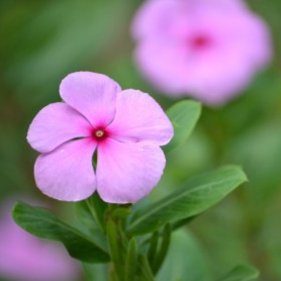 Profile photo of chandana