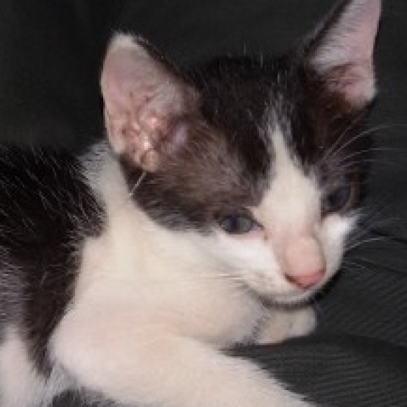 Profile photo of Asher