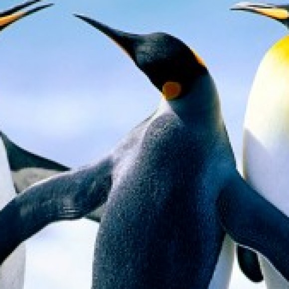 Profile photo of gayanpub