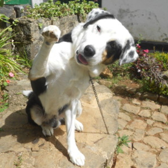 Profile photo of Sudarshana