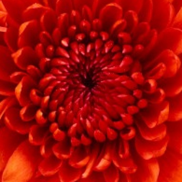 Profile photo of sanka