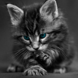 Profile photo of Kevin