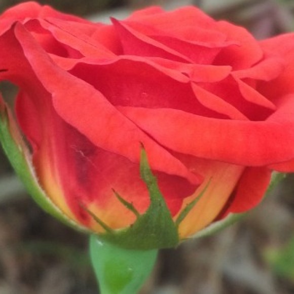 Profile picture of Dinesh perera