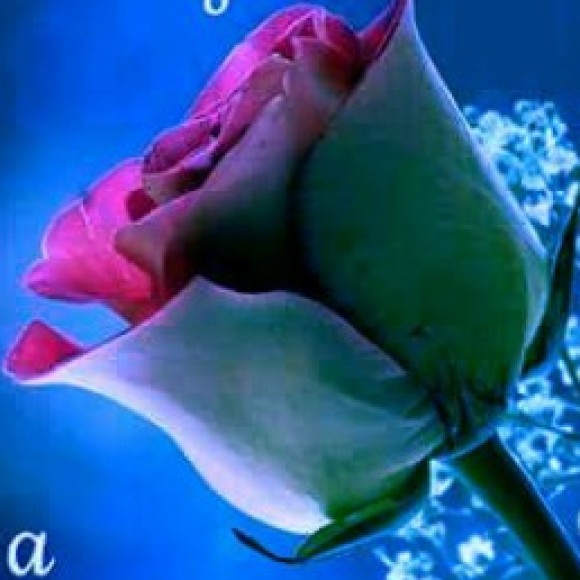 Profile photo of ruwan