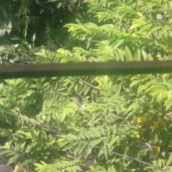 Profile photo of dulani kumari