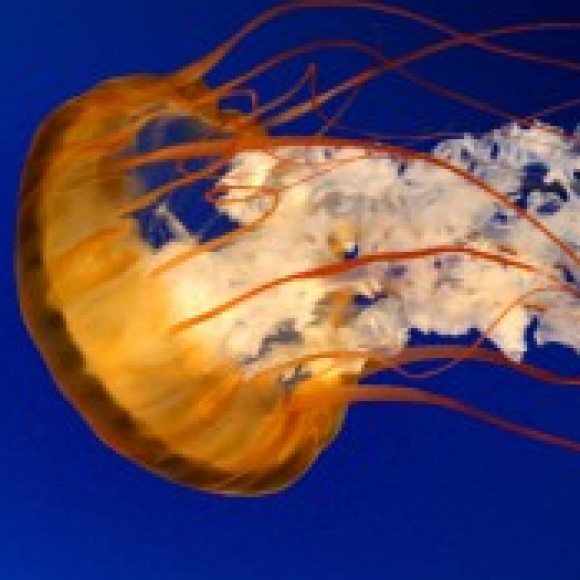 Profile photo of M56 for Daughters