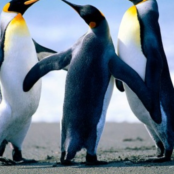 Profile photo of gayan kumara