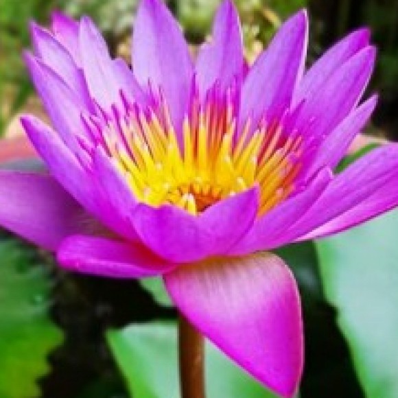 Profile picture of Manoj