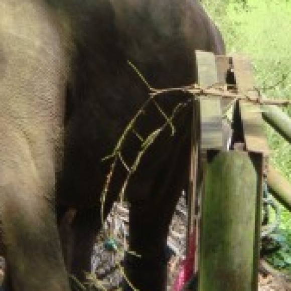 Profile photo of nalin chaminda