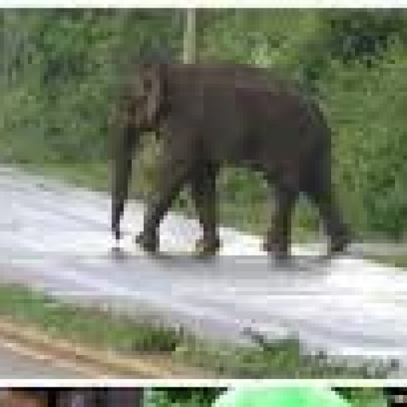 Profile picture of daya gunarathna herath