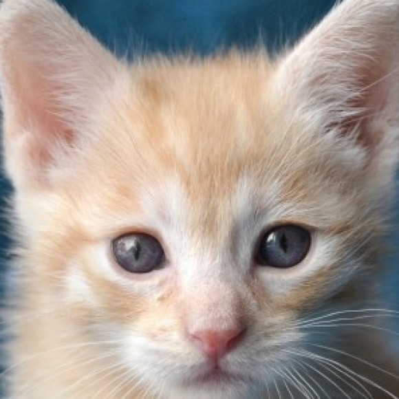 Profile photo of Gener