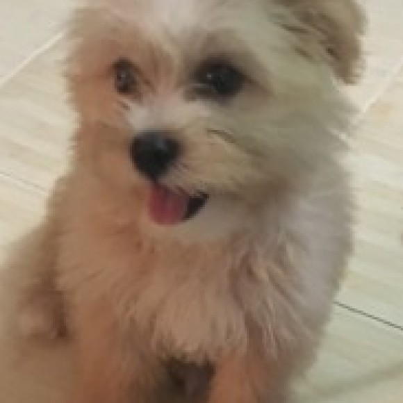 Profile photo of Sayuri W