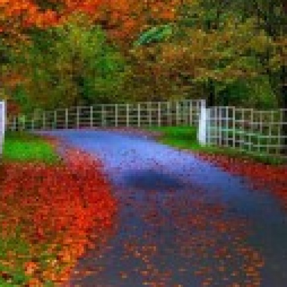 Profile picture of mahi