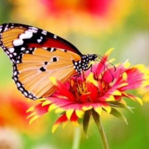 Profile picture of ruwan wakwella