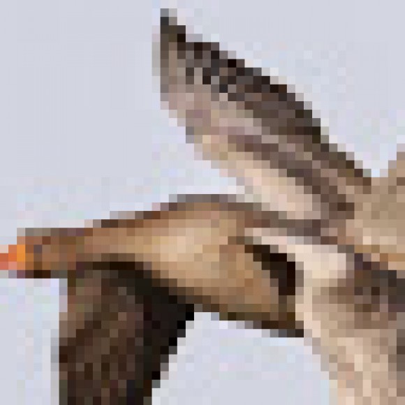 Profile photo of Indik Kumaar