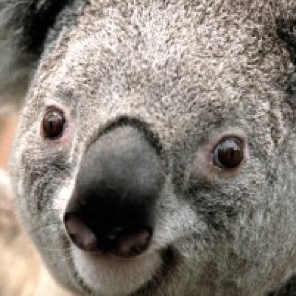 Profile photo of sofiawilliam