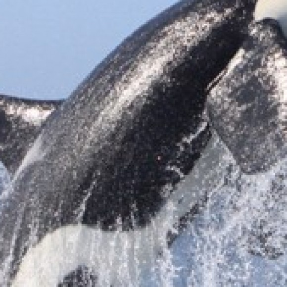 Profile picture of yasas dikkuburage