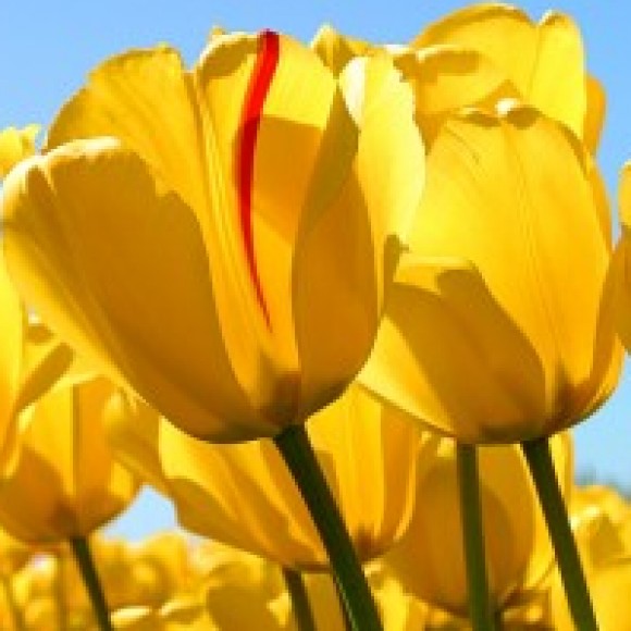 Profile picture of ASAS