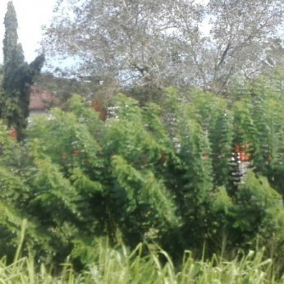 Profile photo of Charith menuka