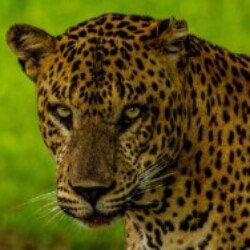 Profile photo of WildFire