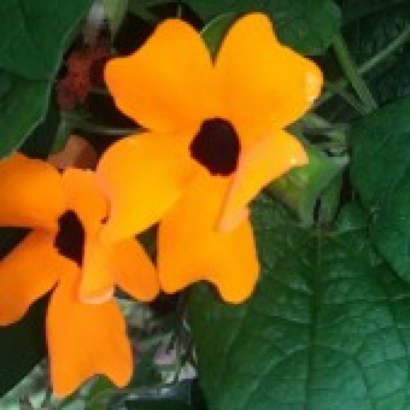 Profile picture of Prashan