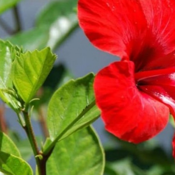 Profile photo of Sumudu sadaruwan