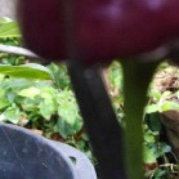 Profile picture of Kumara Sanjeewa