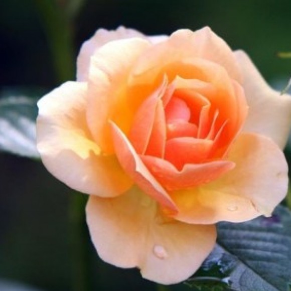 Profile picture of Rajesh