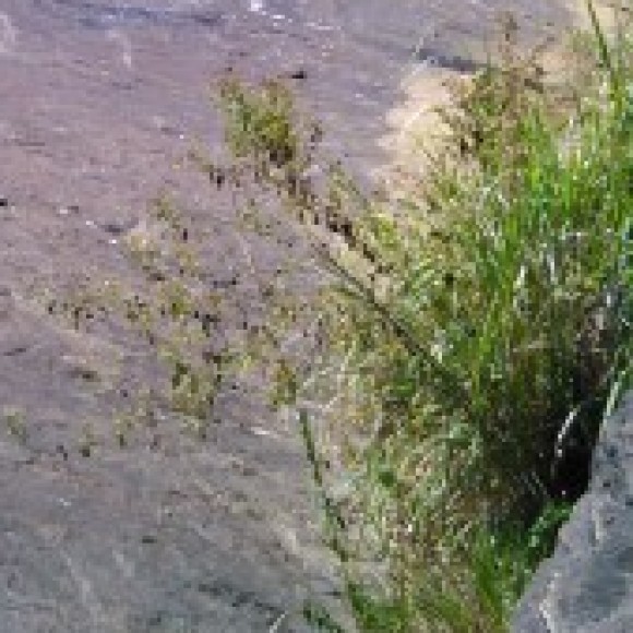 Profile photo of shan